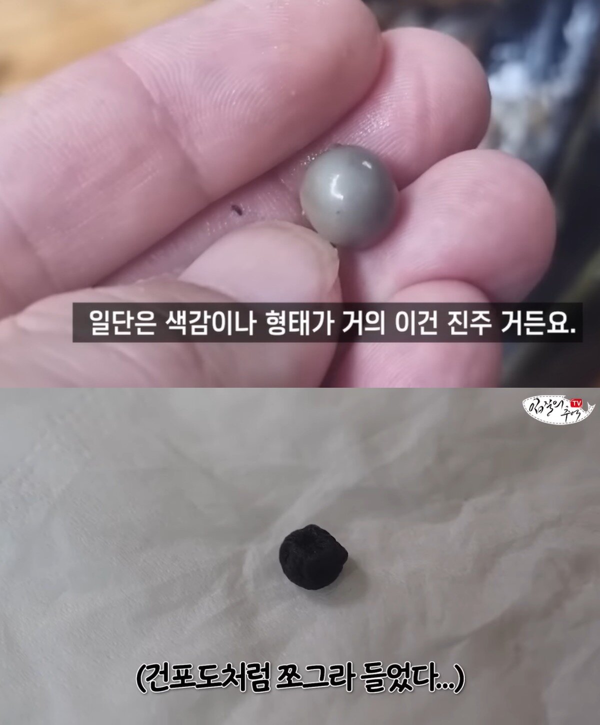 본문 이미지 - (유튜브 '입질의 추억' 갈무리)