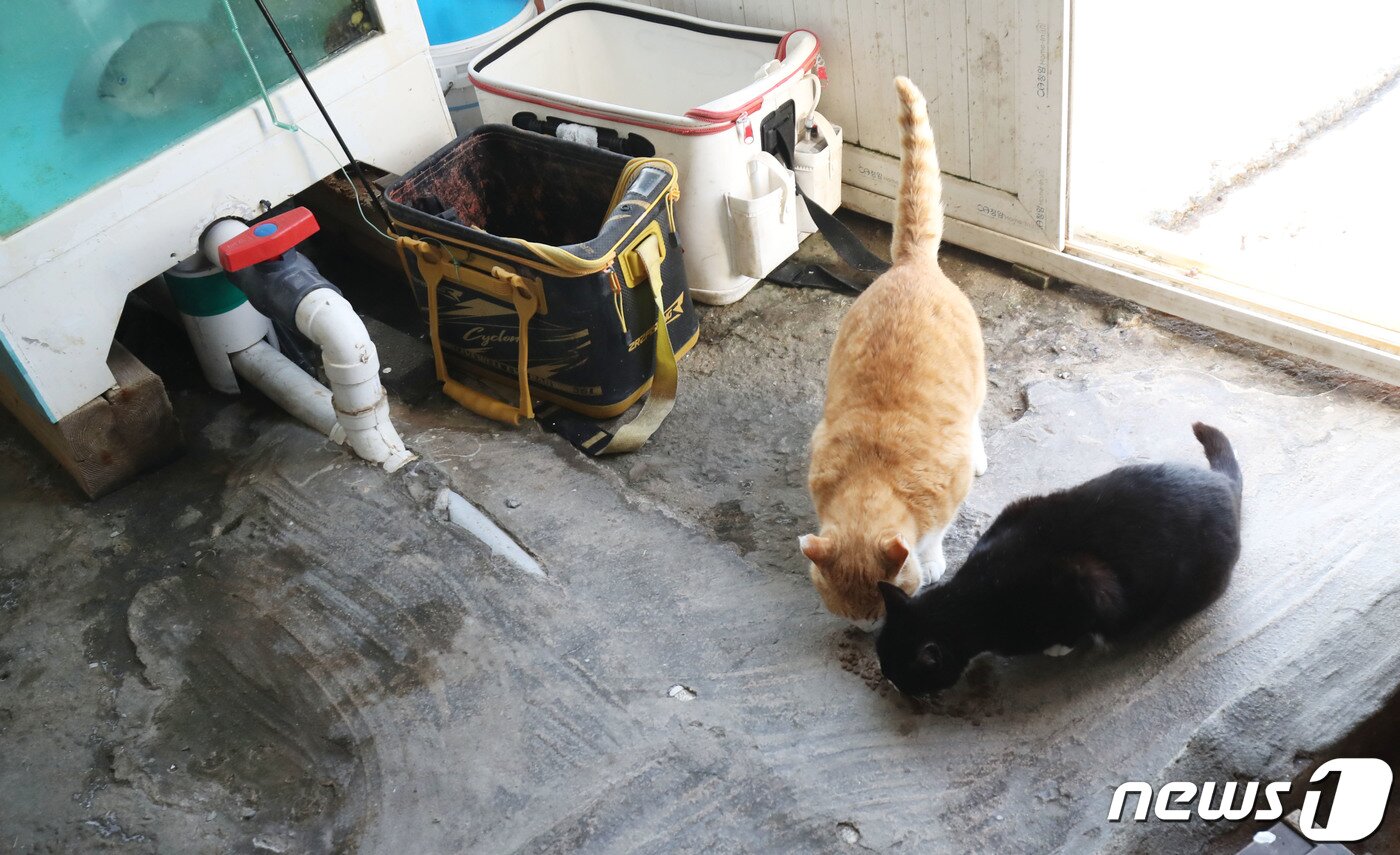 본문 이미지 - 천연기념물 뿔쇠오리 보호를 위한 마라도 고양이 반출 사전 작업이 시작된 27일 오전 제주 서귀포시 마라도 한 횟집에서 고양이들이 사료를 먹고 있다. 2023.2.27/뉴스1 ⓒ News1 오현지 기자