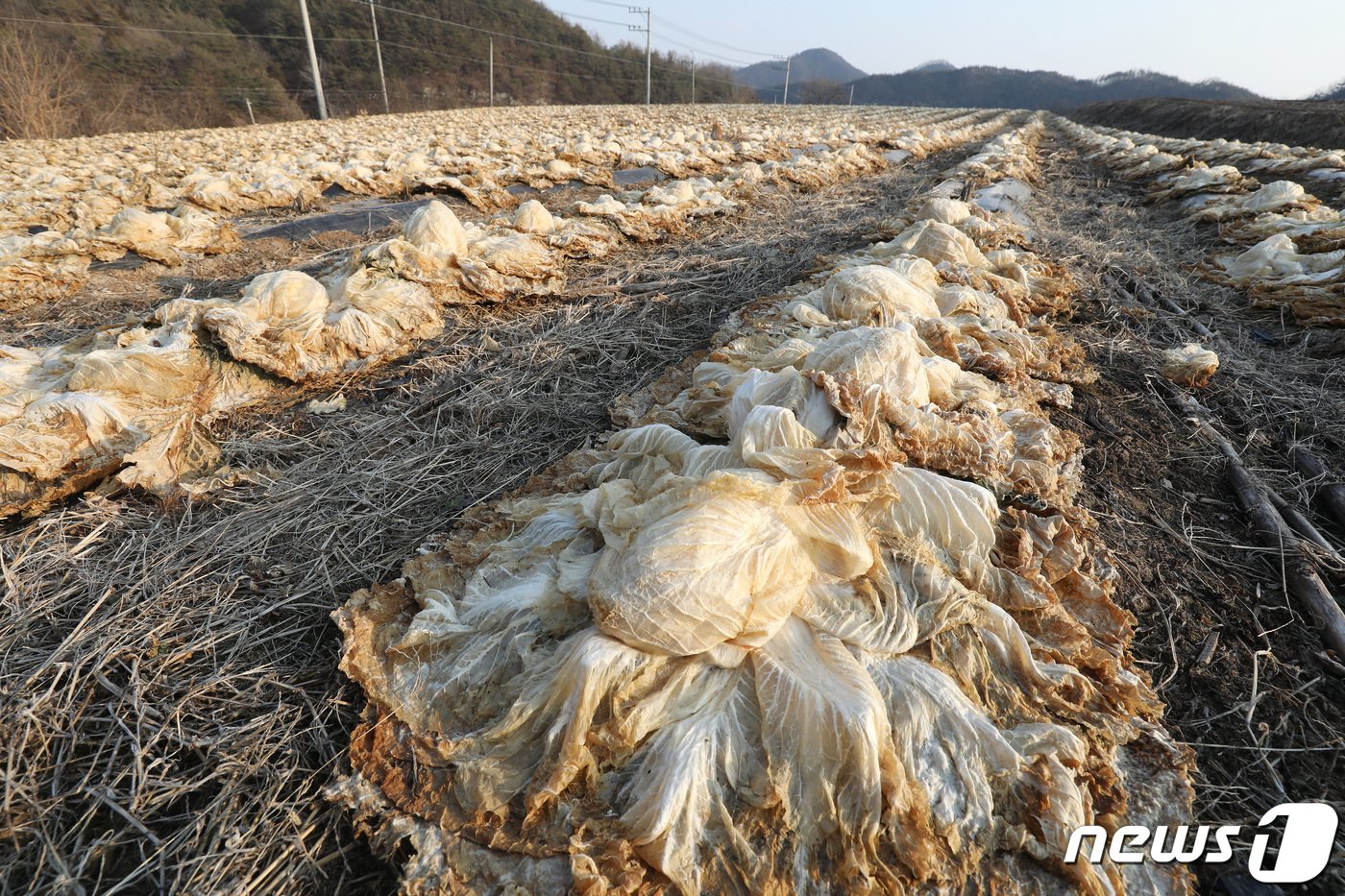 입암면 배추밭에는 지난해 겨울 김장철을 앞두고 심어놓은 배추가 그대로 썩어 말라가고 있다. 필요하면 누구든 가져가라고 해도 가져갈 사람이 없는 실정이다.