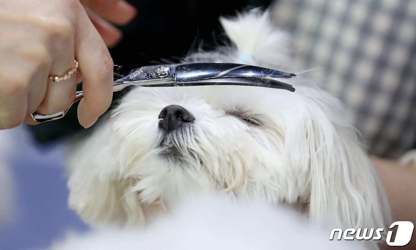 본문 이미지 - 3일 서울 강남구 세텍 전시장에서 마이 펫 페어 행사장을 찾은 시민이 애견용 미용 가위 판매 부스에서 가위를 사용해 보고 있다. 사진은 기사내용과는 관계없음. 2023.2.3/뉴스1 ⓒ News1 장수영 기자