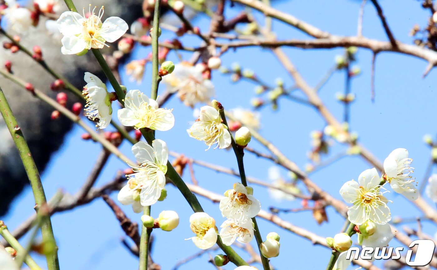본문 이미지 - 제주지역 낮 최고기온이 16도를 넘어선 2월7일 오후 제주시 한라수목원에 매화가 펴 시선을 사로잡고 있다. 2023.2.7/뉴스1 ⓒ News1 오현지 기자