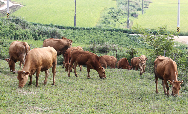 경기도, 전국 최초 '가축행복 플러스 농장' 내년부터 도입