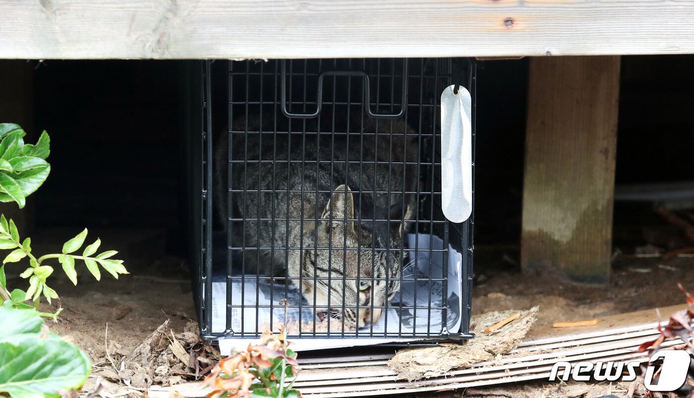 천연기념물 뿔쇠오리 보호를 위한 마라도 길고양이 구조·반출 작업이 시작된 1일 오후 제주 서귀포시 마라도에서 한 고양이가 포획틀에서 먹이를 먹고 있다. 2023.3.1/뉴스1 ⓒ News1 오현지 기자