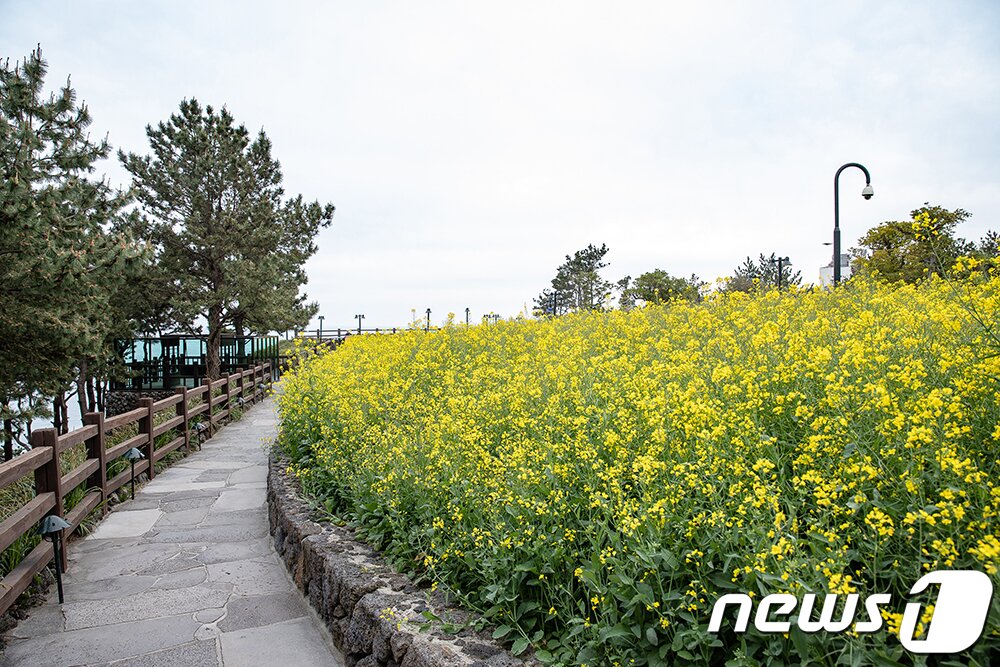 본문 이미지 - 대왕수천예래생태공원 유채꽃(제주신라 제공)