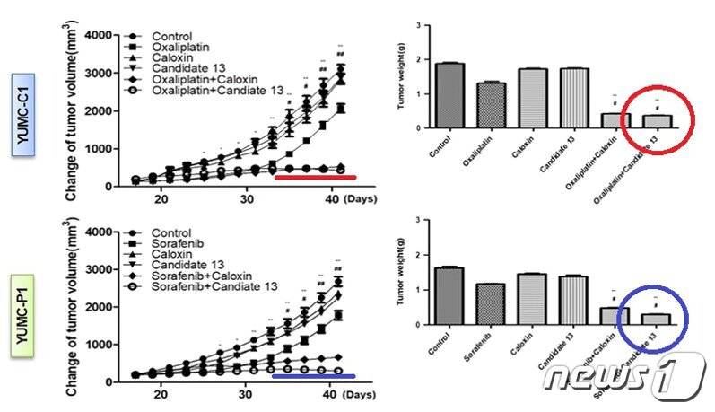 선도물질&#40;candidate 13&#41;을 옥살리플라틴&#40;빨간 표시&#41;과 소라페니브&#40;파란 표시&#41; 와 각각 병용 투여하자 다른 비교군들과는 달리 종양 크기의 성장 속도가 확연히 줄었다/세브란스병원 제공