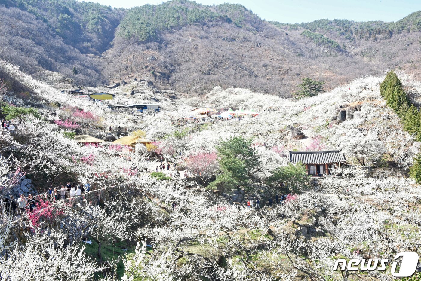 본문 이미지 - 14일 오전 전남 광양시 다압면 매화마을을 찾은 상춘객들이 봄내음을 즐기고 있다. 현재 광양매화마을 개화율은 95%로, 새하얀 백매화와 분홍빛 홍매화, 노랗게 물든 산수유가 상춘객들을 맞이하고 있다. 2023.3.14/뉴스1 ⓒ News1