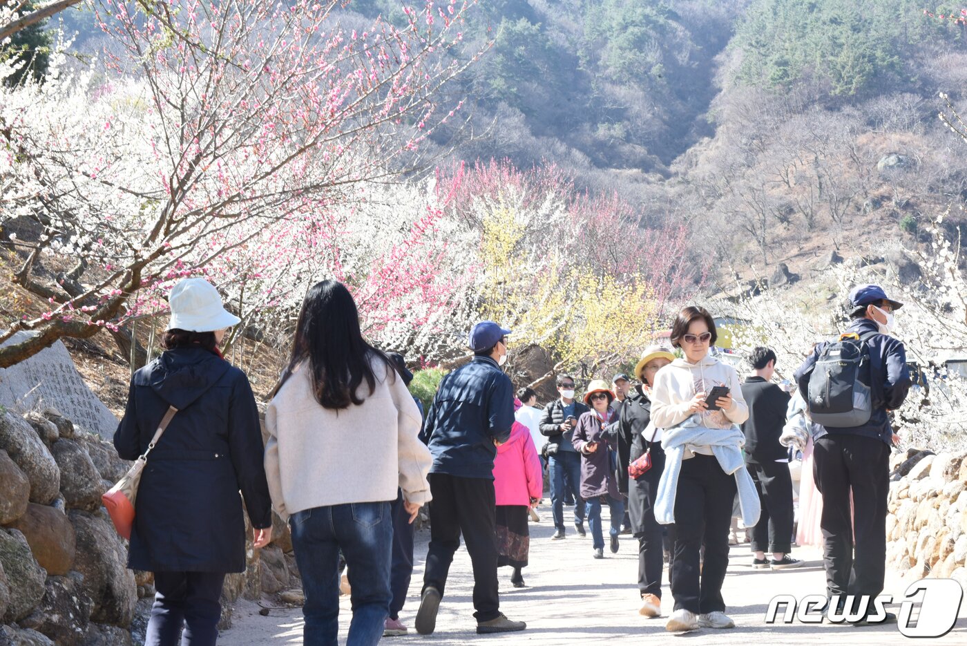 본문 이미지 - 14일 오전 전남 광양시 다압면 매화마을을 찾은 상춘객들이 봄내음을 즐기고 있다. 현재 광양매화마을 개화율은 95%로, 새하얀 백매화와 분홍빛 홍매화, 노랗게 물든 산수유가 상춘객들을 맞이하고 있다. 광양매화축제는 3월10일부터 19일까지 9일간 다압면 매화마을 일원에서 개최된다.2023.3.14/뉴스1 ⓒ News1 김동수 기자