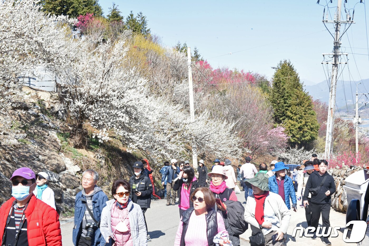 본문 이미지 - 14일 오전 전남 광양시 다압면 매화마을을 찾은 상춘객들이 봄내음을 즐기고 있다. 2023.3.14/뉴스1 ⓒ News1