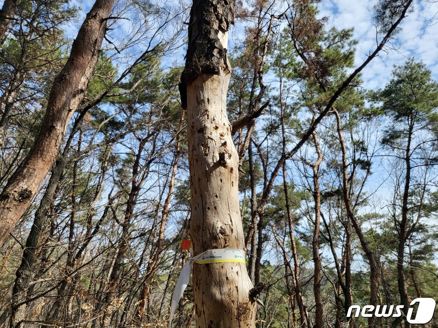 본문 이미지 - 14일 대구 북구 사수동의 한 야산에 '병충해 밴드'가 부착된 소나무. 말라 죽은 나무의 바깥 조직이 모두 벗겨졌다. 2023.3.14/뉴스1 ⓒ News1 이성덕 기자
