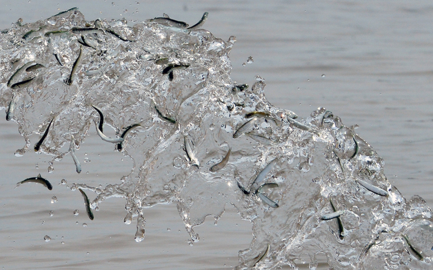 낙동강 하굿둑 개방 효과…밀양강서 연어 30만 마리 방류