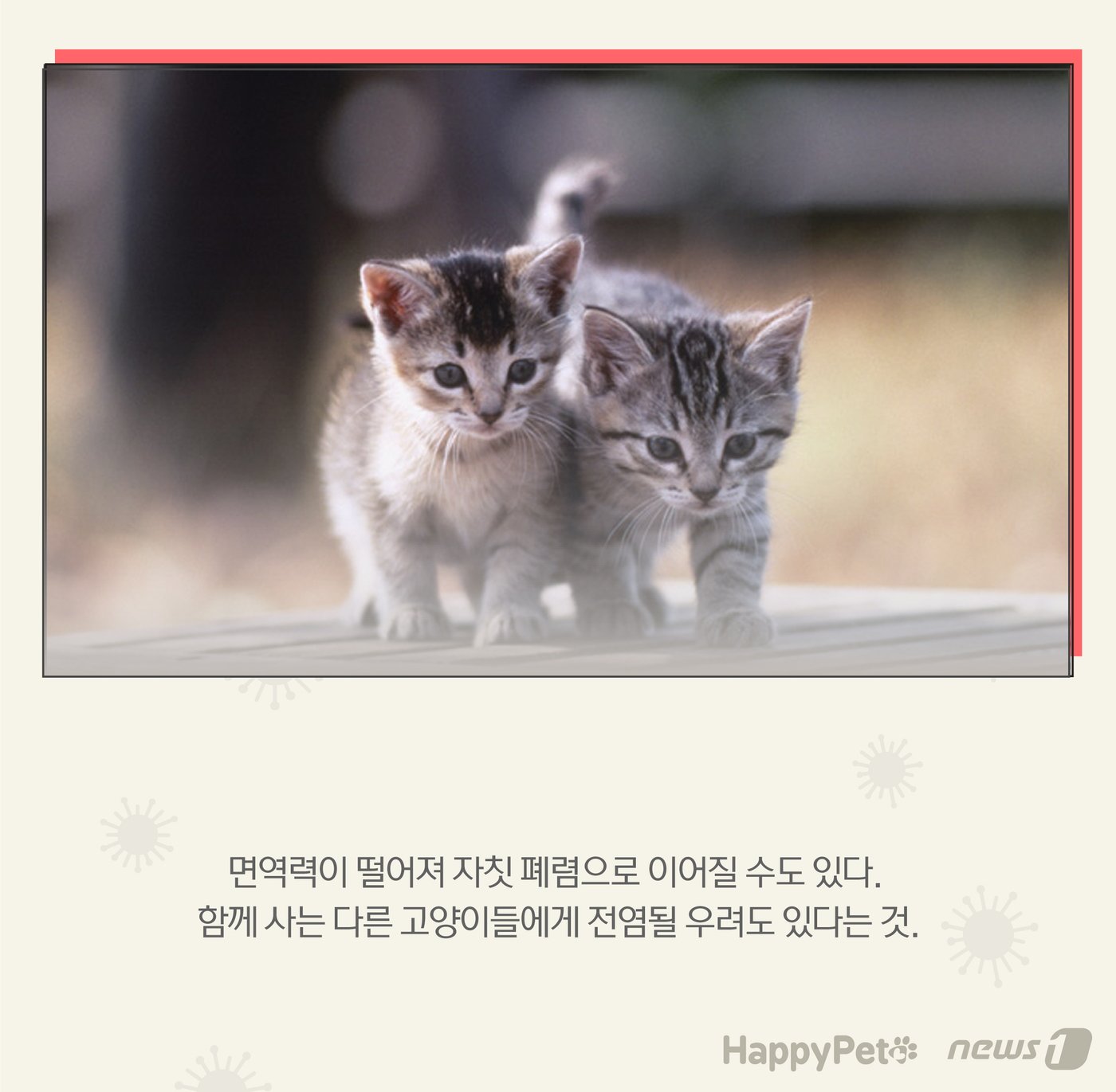 본문 이미지 - 고양이 감기 펫카드 ⓒ 뉴스1