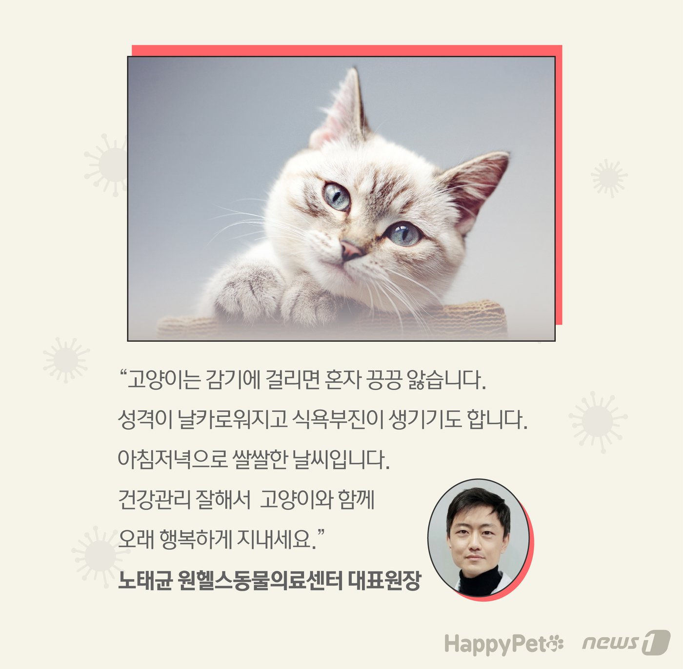 본문 이미지 - 고양이 감기 펫카드 ⓒ 뉴스1
