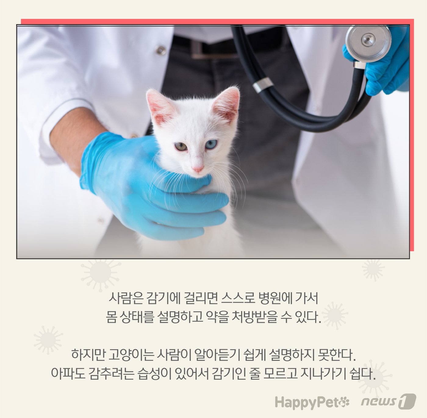 본문 이미지 - 고양이 감기 펫카드 ⓒ 뉴스1