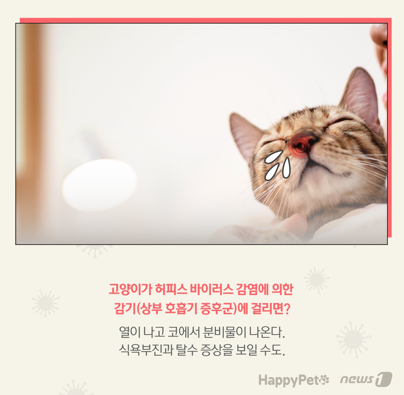 본문 이미지 - 고양이 감기 펫카드 ⓒ 뉴스1