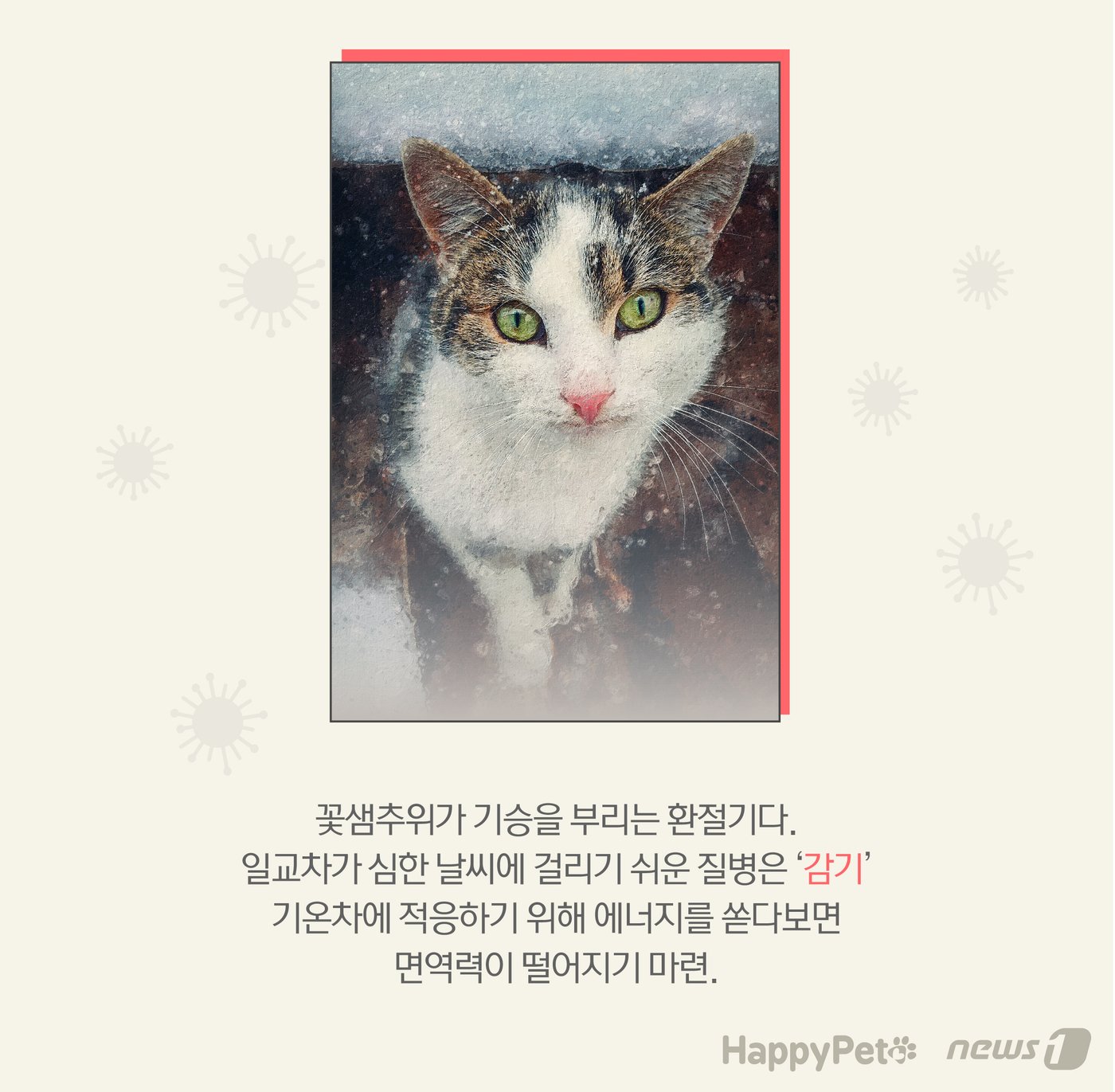 본문 이미지 - 고양이 감기 펫카드 ⓒ 뉴스1