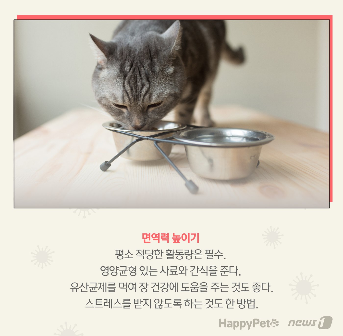 고양이 감기 펫카드 ⓒ 뉴스1