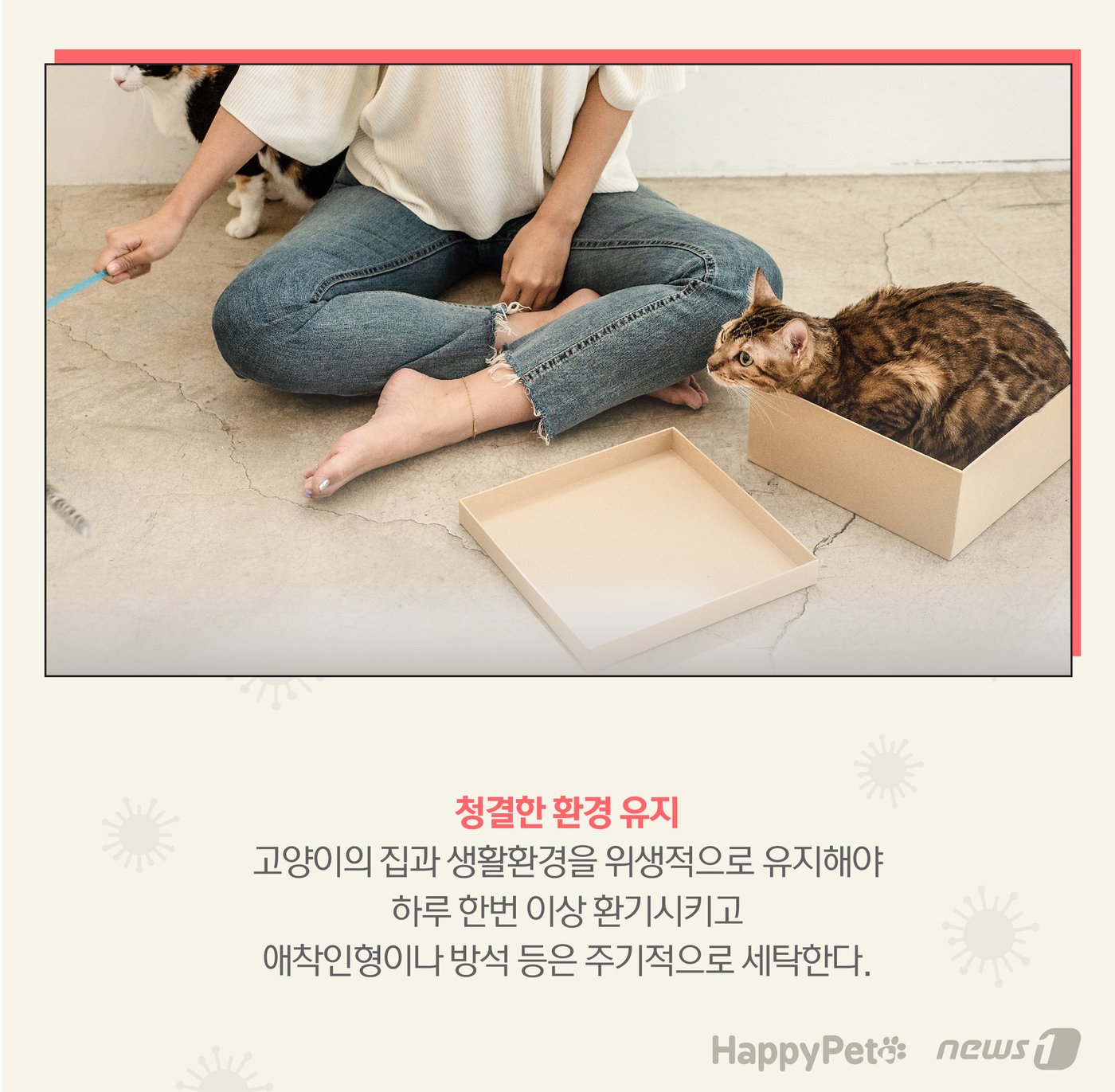 본문 이미지 - 고양이 감기 펫카드 ⓒ 뉴스1