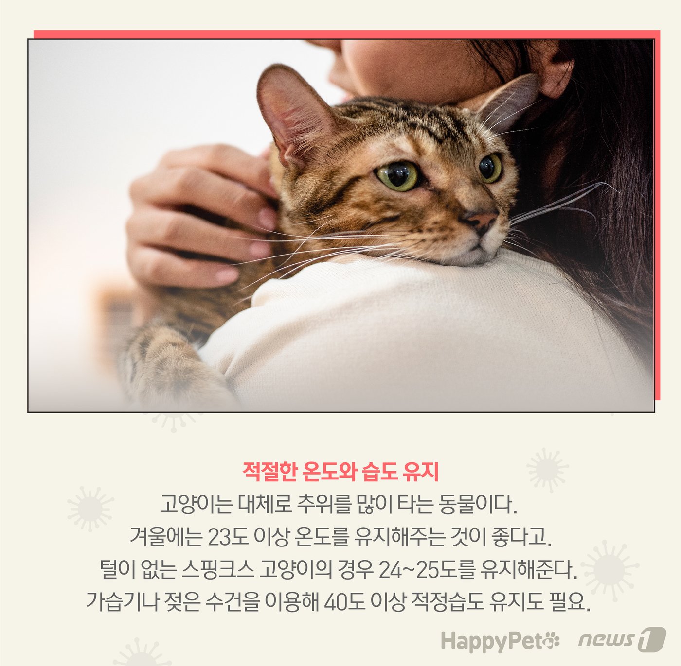 본문 이미지 - 고양이 감기 펫카드 ⓒ 뉴스1