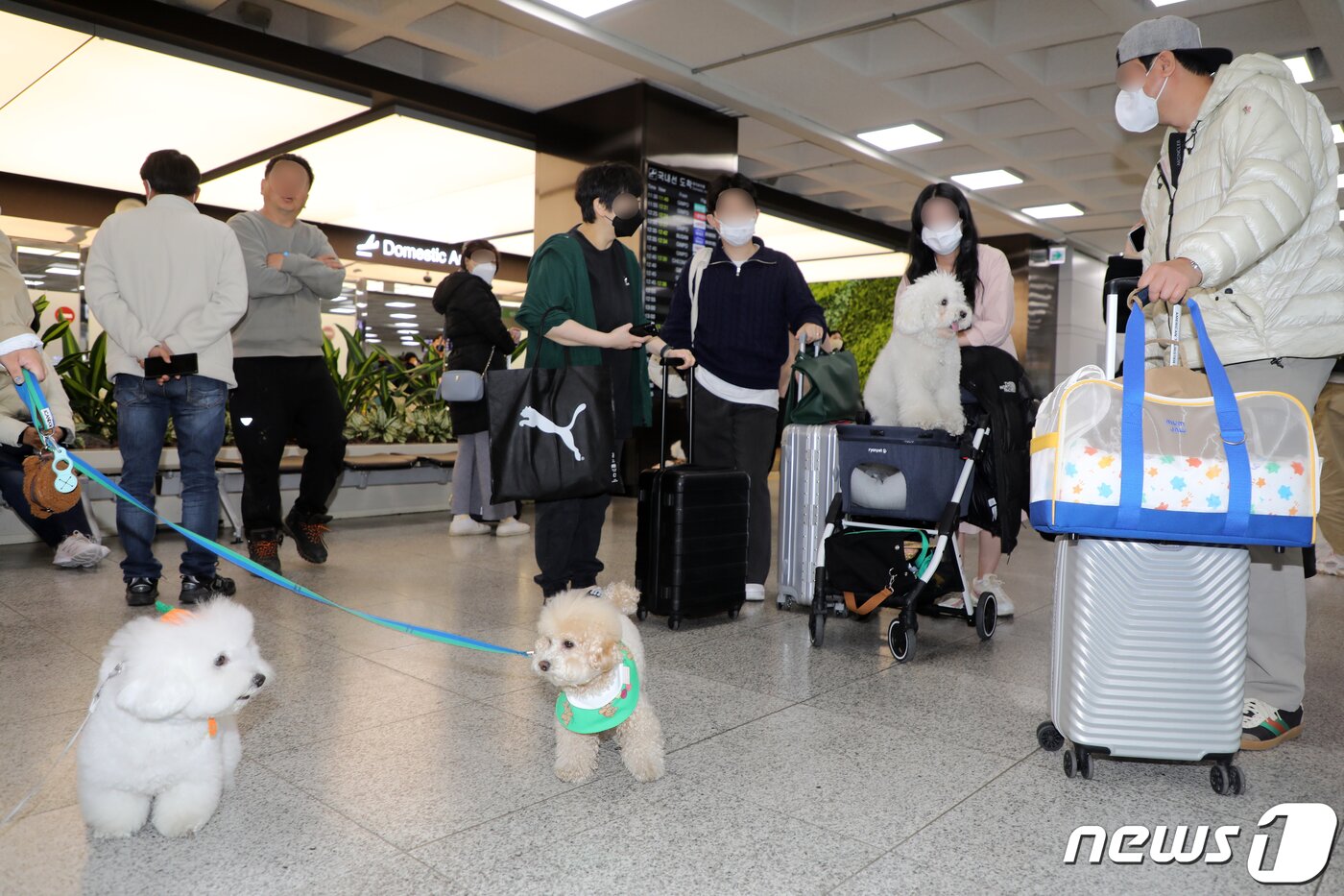 본문 이미지 - 16일 오전 제주국제공항 국내선 청사에서 국내 최초로 운항한 반려견 동반 전세기 탑승객들이 내리고 있다. 한국관광공사와 반려동물 여행플랫폼 ‘반려생활’, 소형항공사 ‘하이에어’가 출시한 반려동물 동반 전세기 상품은 김포와 제주를 왕복하는 2박3일 일정으로, 연말까지 월 1회씩 총 10회 운영한다. 2023.3.16/뉴스1 ⓒ News1 고동명 기자