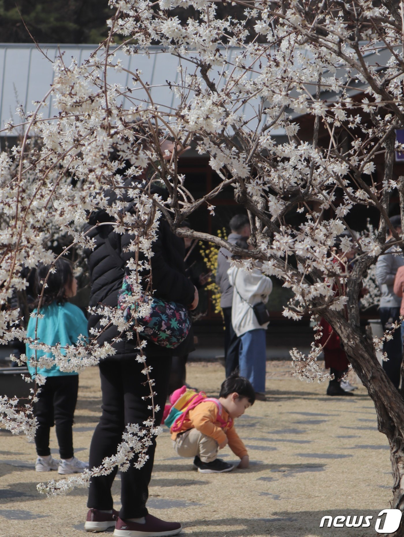 본문 이미지 - 18일 오후 충북 청주 미동산수목원 내 새하얗게 물든 미선나무 아래에서 한 아이가 봄 기운을 느끼고 있다. 2023.03.18. ⓒ 뉴스1 박건영 기자