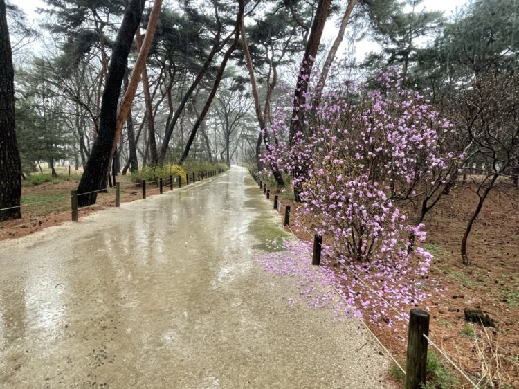 서울 태릉과 강릉 산책로. &#40;궁능유적본부 제공&#41; 