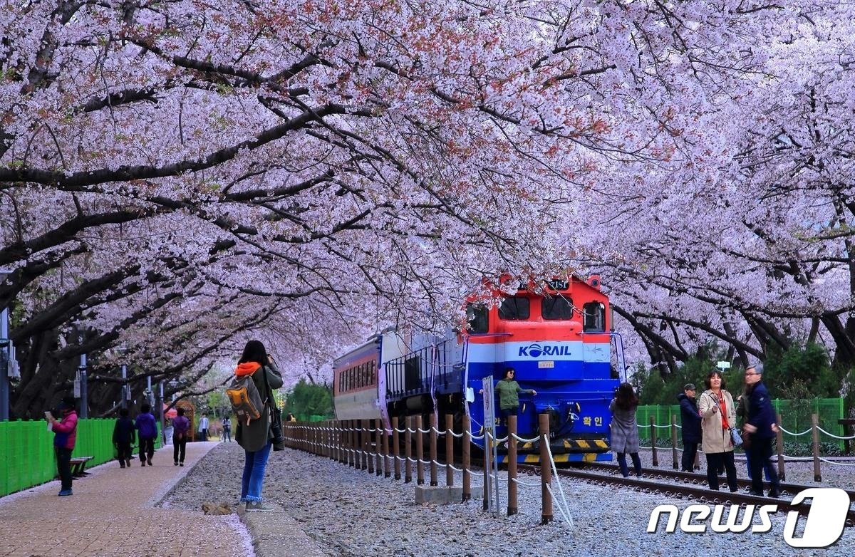 과거 진해군항제가 열린 진해 경화역 모습.&#40;창원시 제공&#41;