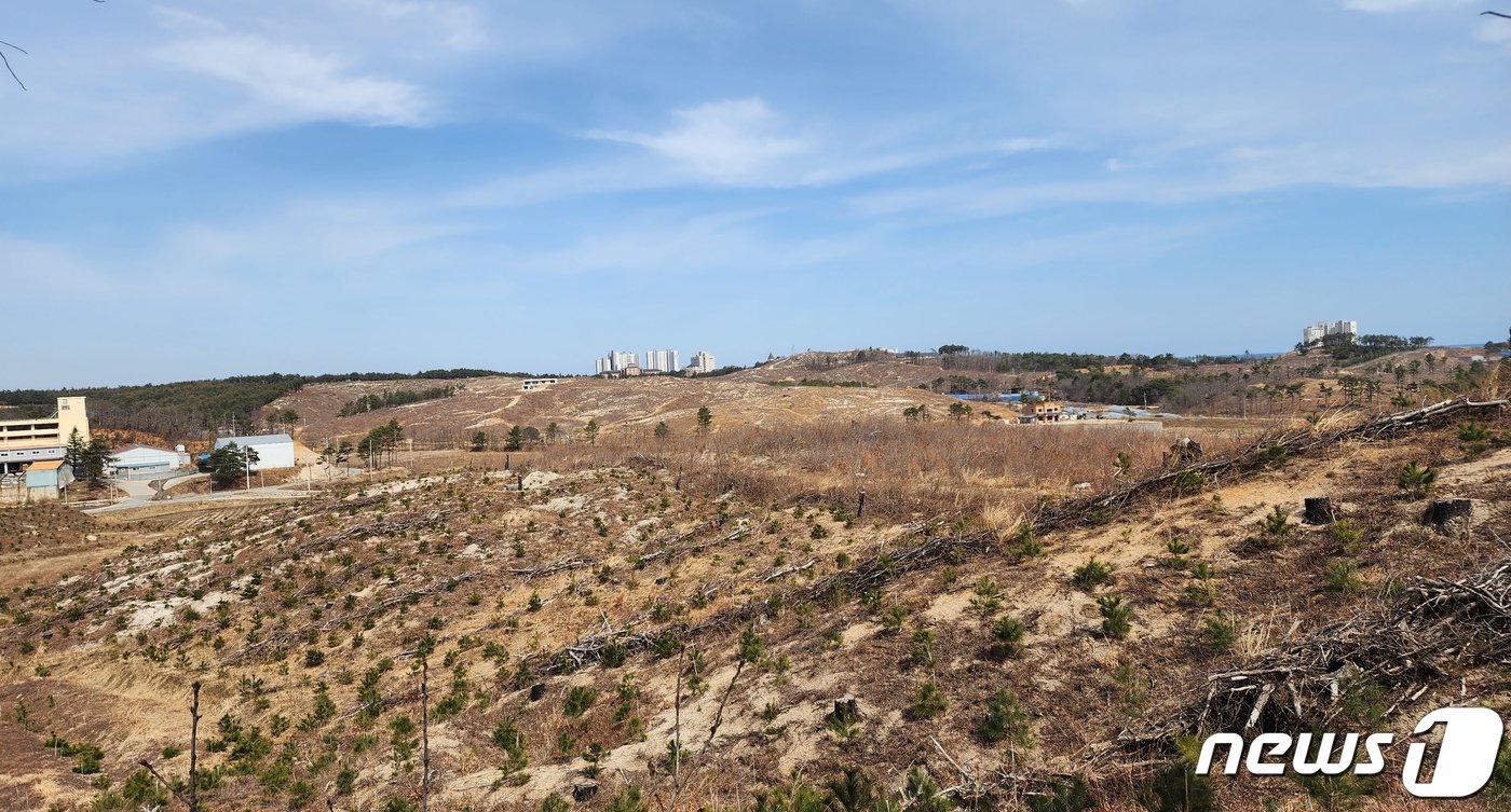 2019년 산불 당시 불길이 지나간 고성군 토성면 일대의 모습. 황폐화된 능선에 어린 묘목들이 줄지어 심어져 있다. 2023.3.17/뉴스1 ⓒ News1 박동해 기자