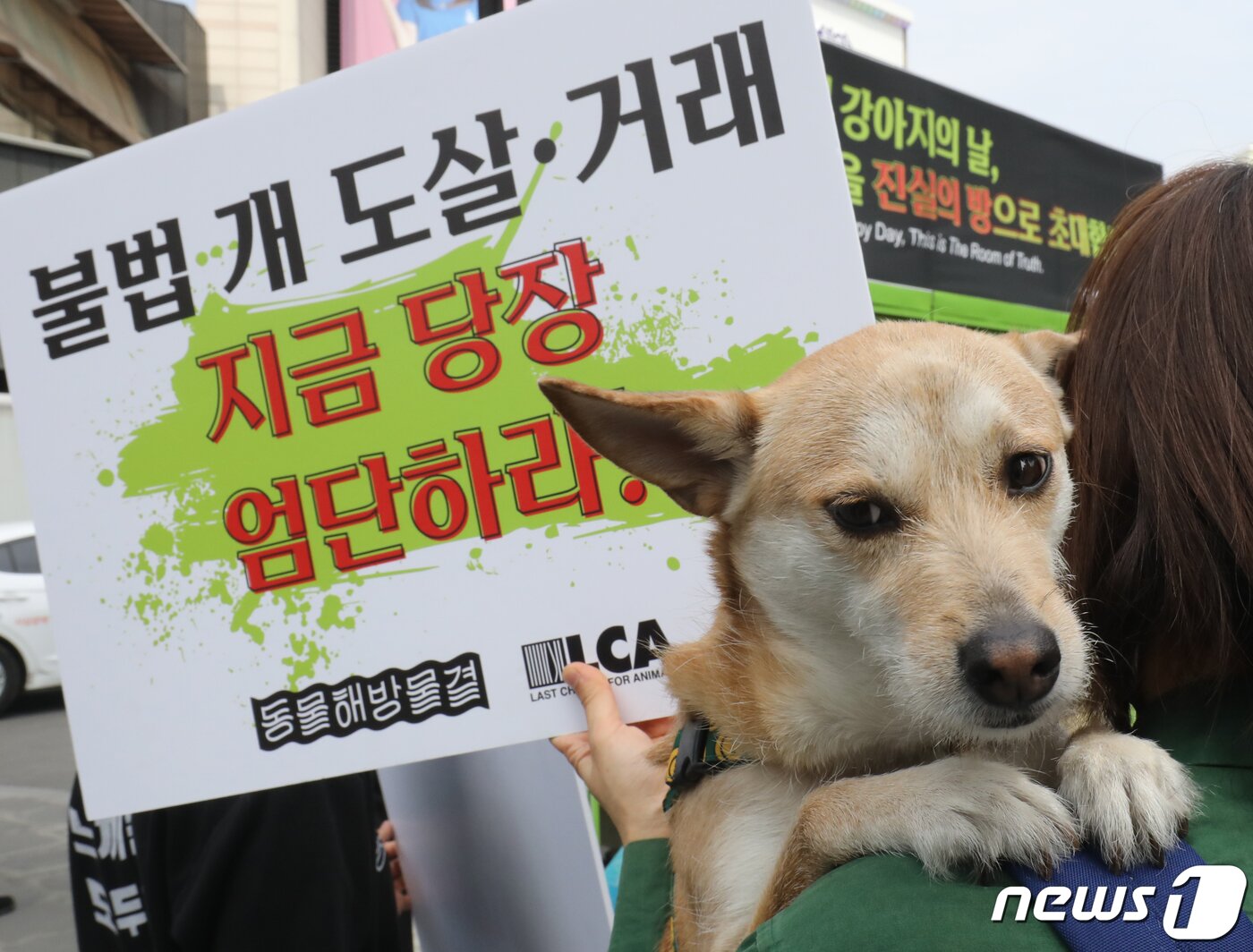 본문 이미지 - 지난달 23일 서울 서대문구 신촌 유플렉스 앞 스타광장에서 동물해방물결 회원들이 '국제 강아지의 날'을 맞아 개 식용 문제의 종식을 촉구하는 기자회견을 하고 있다./뉴스1 ⓒ News1 송원영 기자