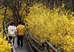 '개나리 산책'
