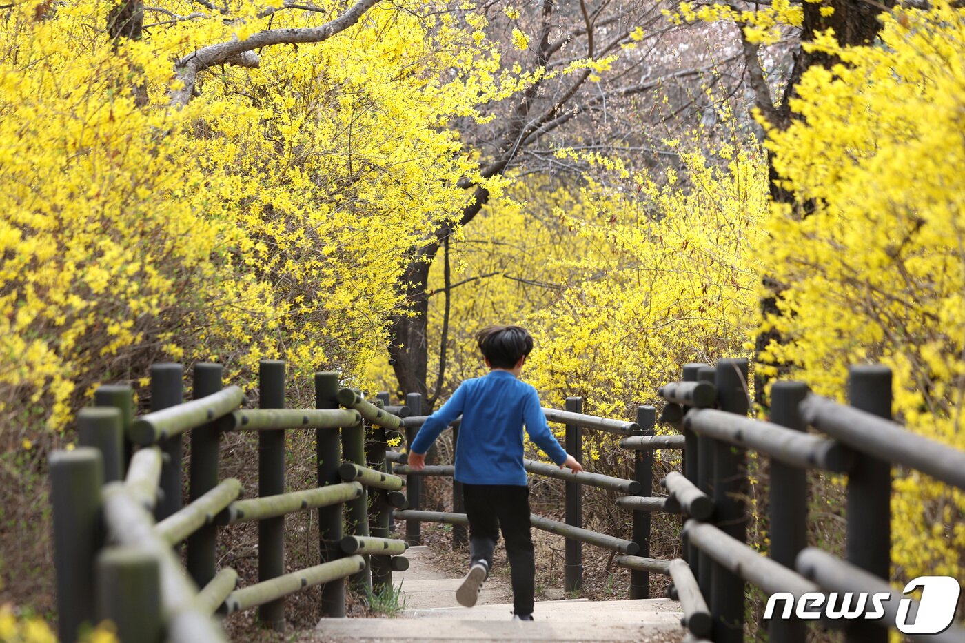 본문 이미지 - 23일 오후 개나리 축제가 열리는 서울 성동구 응봉산에서 어린이가 활짝 핀 개나리 산책로를 달리고 있다. 2023.3.23/뉴스1 ⓒ News1 구윤성 기자