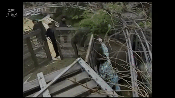 본문 이미지 - 코끼리들은 가정집에도 쳐들어가 난동을 피웠다. (KBS)