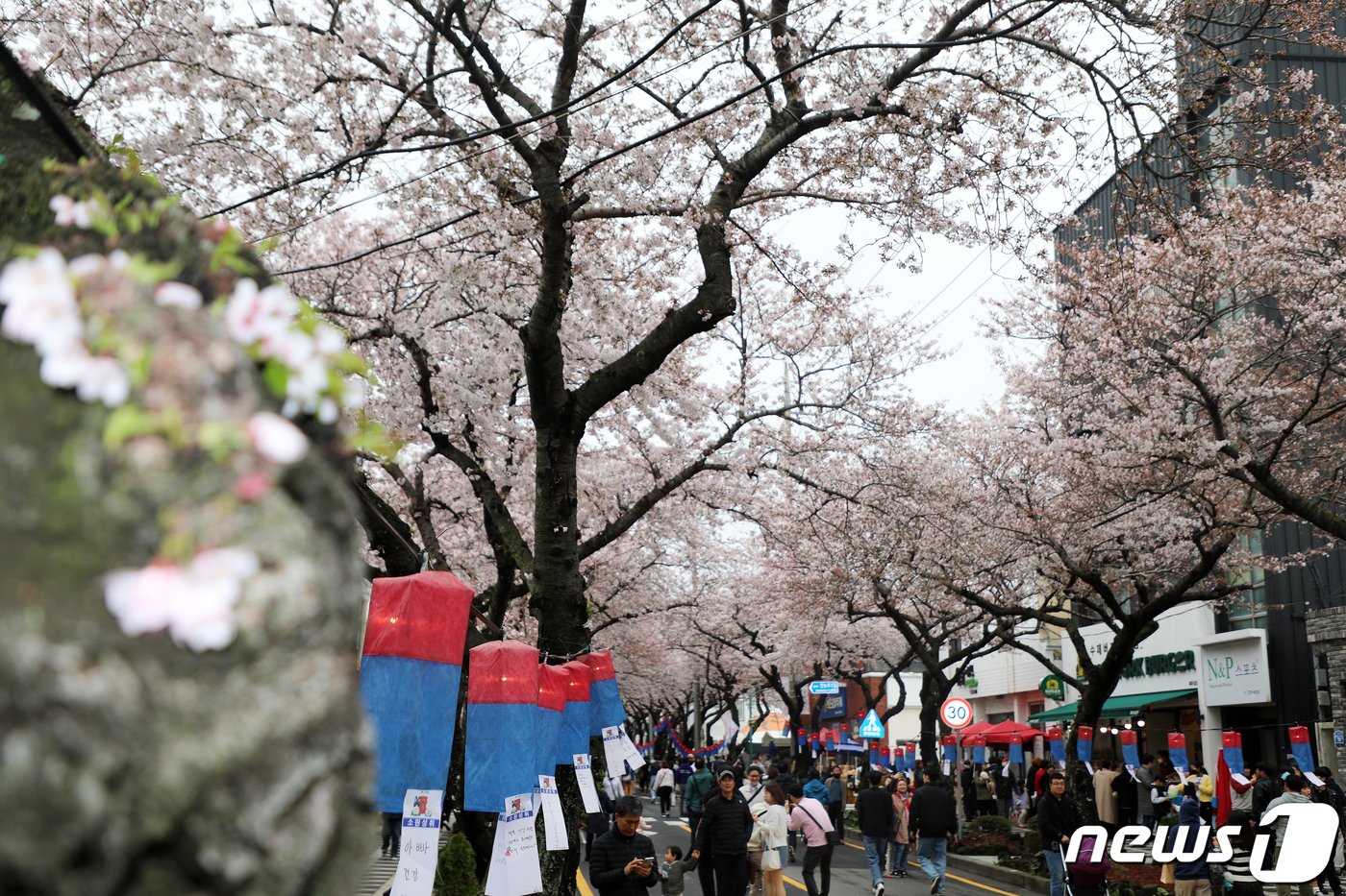 25일 오후 제주시 삼도1동 전농로 왕벚꽃 거리에서 &#39;제16회 전농로 왕벚꽃 축제&#39;가 열리고 있다.2023.3.25/뉴스1 ⓒ News1 오미란 기자