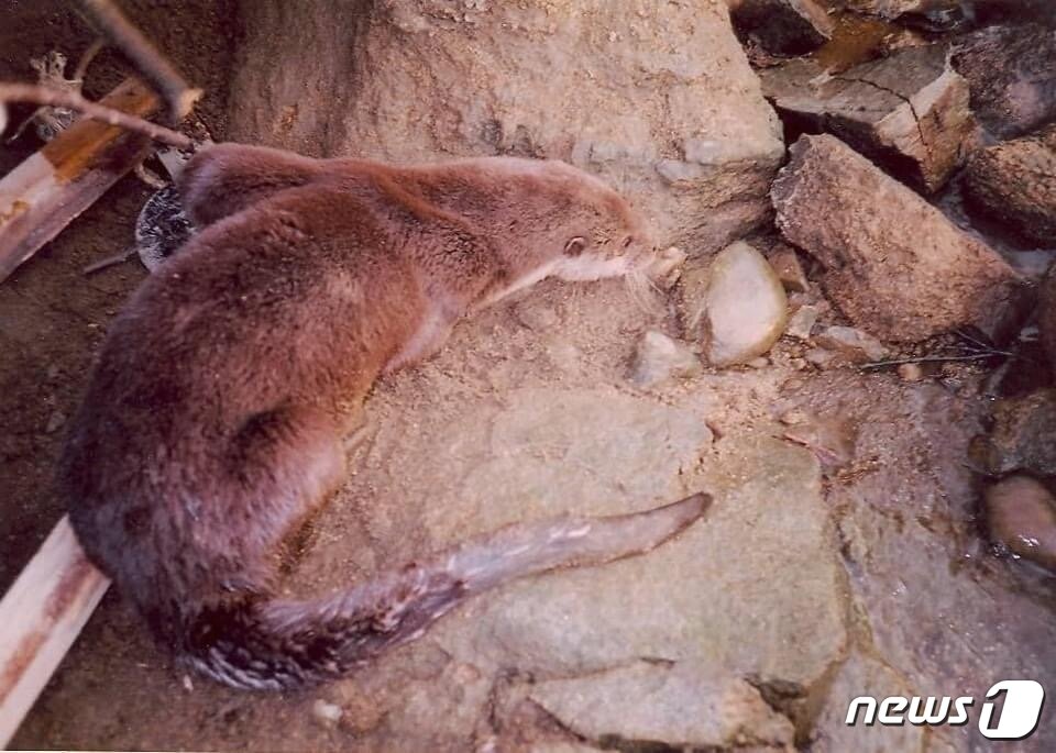 본문 이미지 - 충주 탄금호에서 덫에 걸린 수달.(충북환경연대 제공)2023.3.26/뉴스1