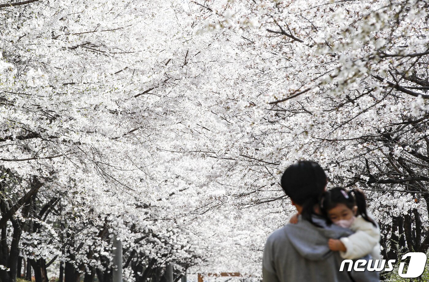 본문 이미지 - 주말인 26일 서울 송파구 장지천 벚꽃길을 찾은 시민들이 활짝 핀 벚꽃 아래 산책을 하며 봄기운을 만끽하고 있다. 2023.3.26/뉴스1 ⓒ News1 김도우 기자