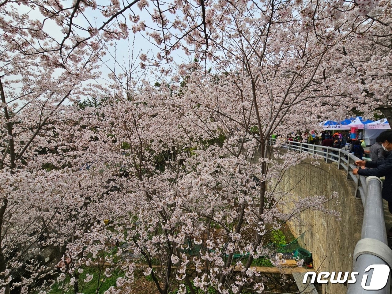 26일 부산 금정구 윤산 일원에서 열린 ‘제7회 윤산 벚꽃축제’에서 나들이객들이 만개한 벚꽃을 배경으로 사진을 찍고 있다.2023.3.26/뉴스1 ⓒ News1 강승우 기자