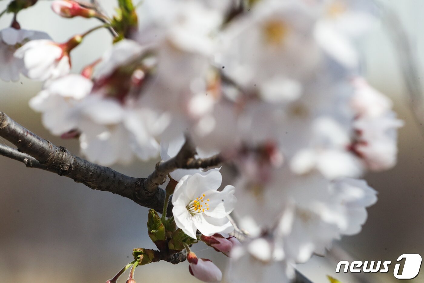 본문 이미지 - 여의도 벚꽃축제를 일주일여 앞둔 26일 서울 여의도 여의동로에 벚꽃 등 봄꽃들이 꽃망울을 터트리고 있다. 서울 영등포구는 다음 달 4일부터 9일까지 서강대교 남단에서 여의2교 입구까지 이어지는 여의도 벚꽃길 1.7㎞와 한강공원 국회 축구장에서 '제17회 영등포 여의도 봄꽃축제'를 개최한다고 밝혔다. 2023.3.26/뉴스1 ⓒ News1 허경 기자