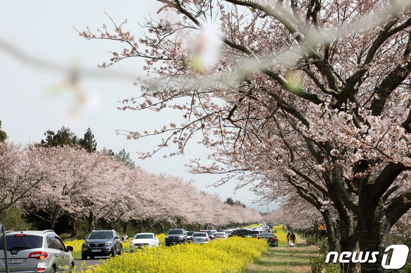 26일 오후 제주 서귀포시 표선면 녹산로에서 상춘객들이 벚꽃과 유채꽃을 구경하고 있다.2023.3.26/뉴스1 ⓒ News1 오미란 기자