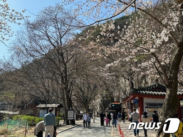 26일 계룡산 국립공원에 벚꽃이 개화를 시작한 가운데 꽃을 보기 위한 상춘객들로 북적였다.2023.3.26 /김태완 기자