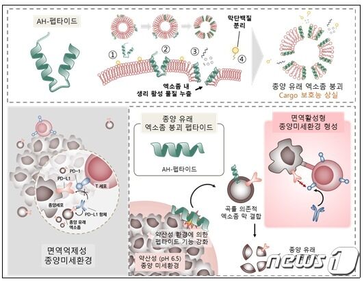 종양 유래 엑소좀 붕괴 펩타이드(AH-D-펩타이드)와 aPD-1 항체의 치료 기작 개념도/한국보건산업진흥원 제공
