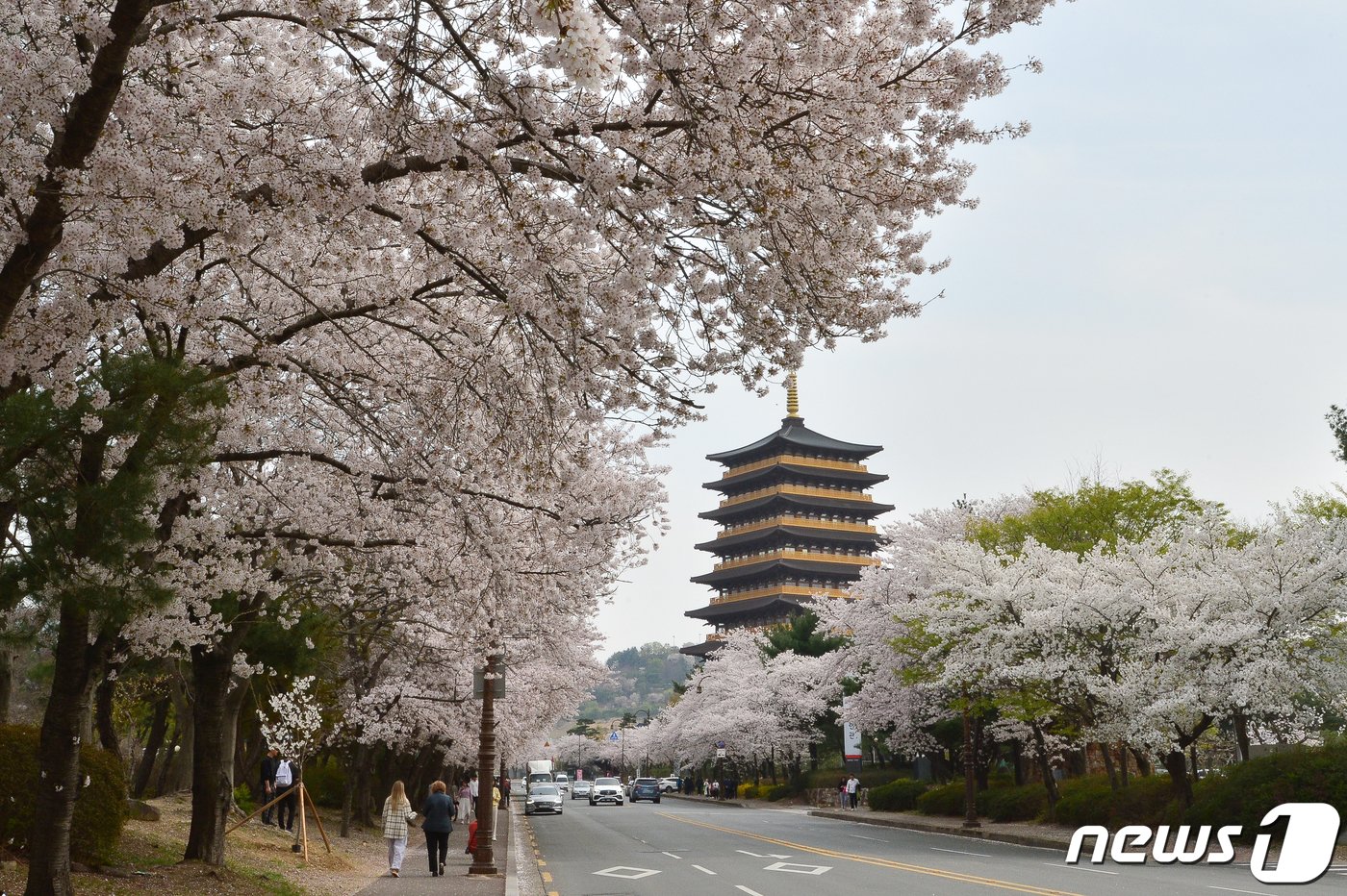 30일 경북 경주시 보문단지 일원에 벚꽃들이 만개하자 관광객들의 발길이 이어지고 있다.2023.3.30/뉴스1 ⓒ News1 최창호 기자