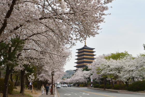 경주 벚꽃 절정…주말 보문단지·첨성대 관광객 몰릴 듯