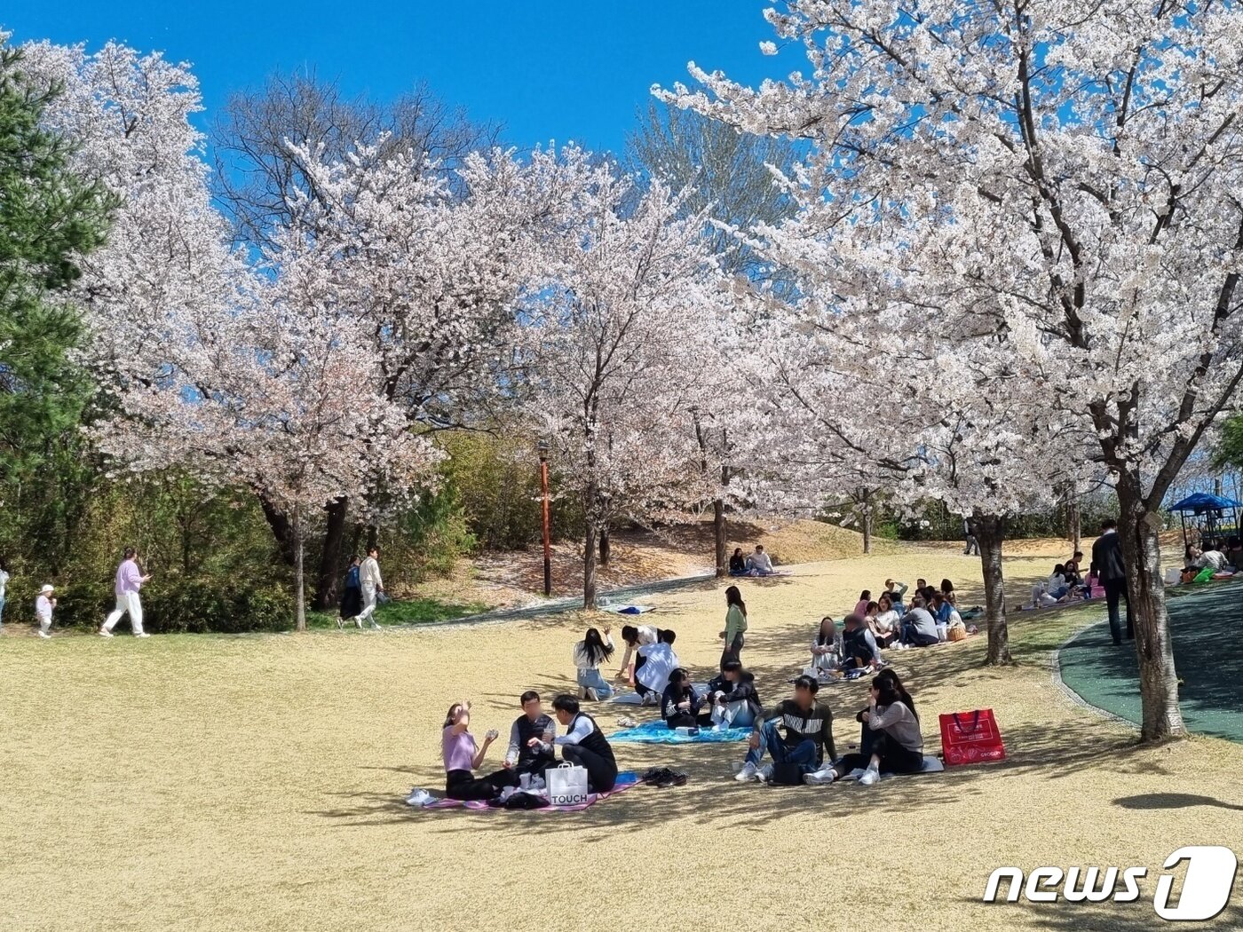본문 이미지 - 강릉 남산공원 벚꽃 ⓒ 뉴스1 윤왕근 기자