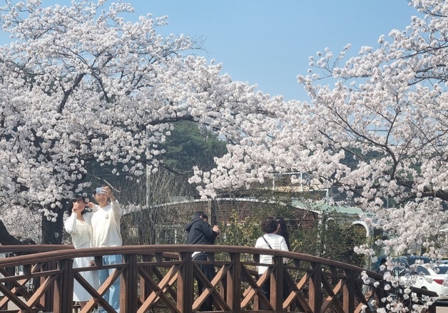 '벚꽃 성지' 선점 나선 강릉시…전국 단위 홍보 '총력전'