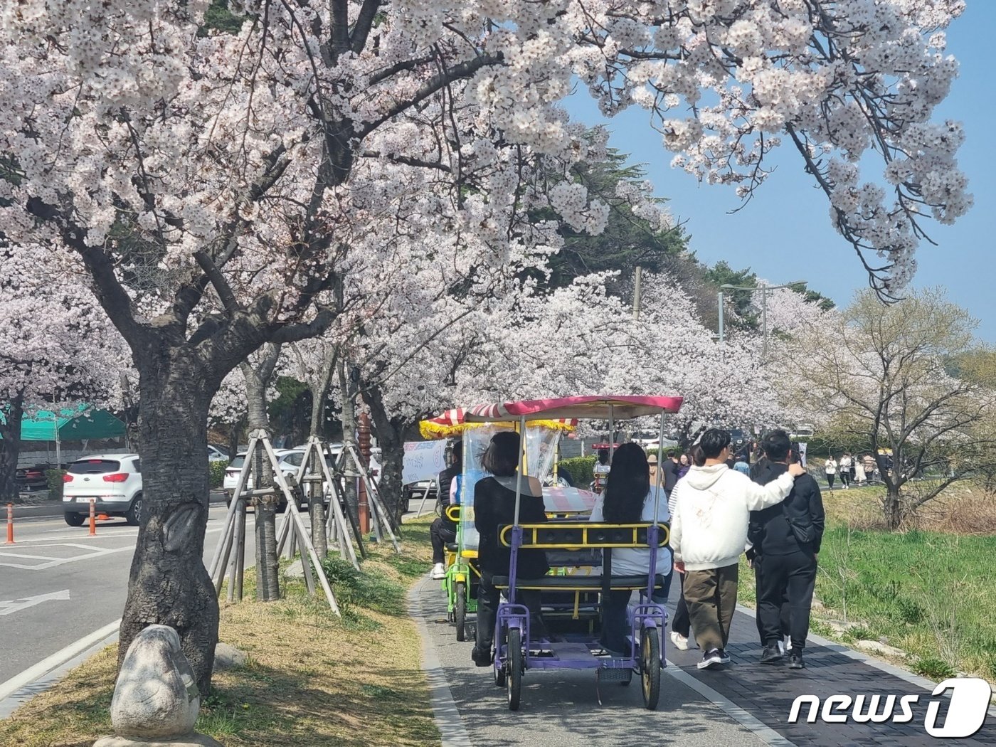 경포벚꽃축제가 열리고 있는 31일 강원 강릉시 경포생태저류지에서 일대에서 상춘객들이 만개한 벚꽃을 즐기고 있다. 2023.3.31/뉴스1 ⓒ News1 윤왕근 기자