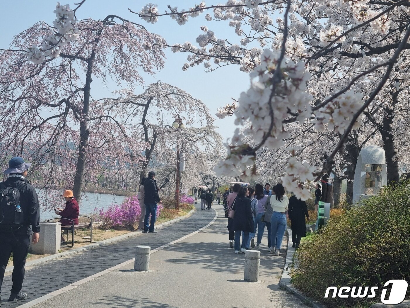 본문 이미지 - 경포벚꽃축제가 열리고 있는 31일 강원 강릉시 경포생태저류지에서 일대에서 상춘객들이 만개한 벚꽃을 즐기고 있다. 2023.3.31/뉴스1 ⓒ News1 윤왕근 기자