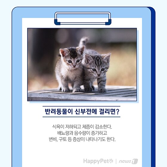 본문 이미지 - 펫카드 반려동물 만성신부전 ⓒ 뉴스1