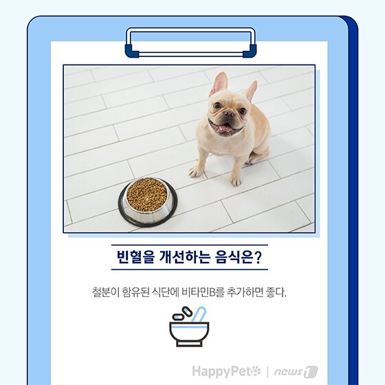본문 이미지 - 펫카드 반려동물 만성신부전 ⓒ 뉴스1