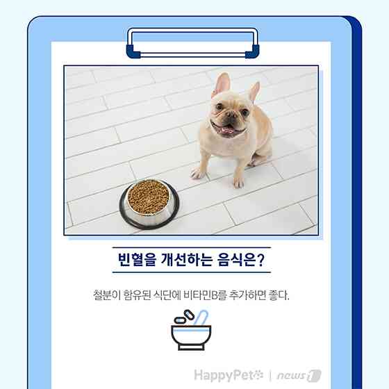 펫카드 반려동물 만성신부전 © 뉴스1
