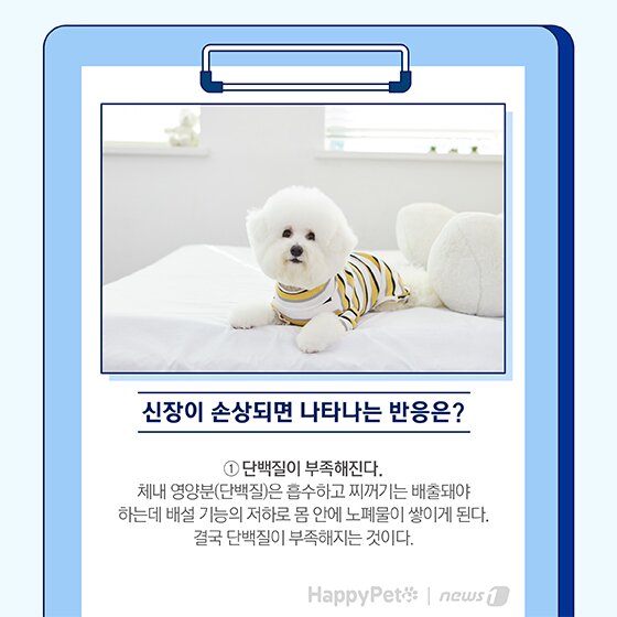 본문 이미지 - 펫카드 반려동물 만성신부전 ⓒ 뉴스1