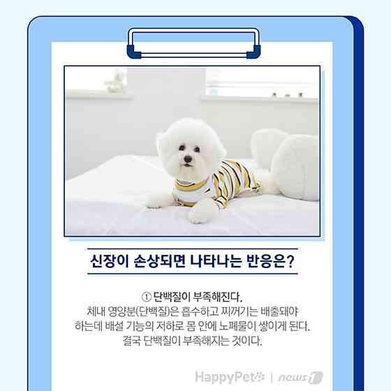 펫카드 반려동물 만성신부전 © 뉴스1